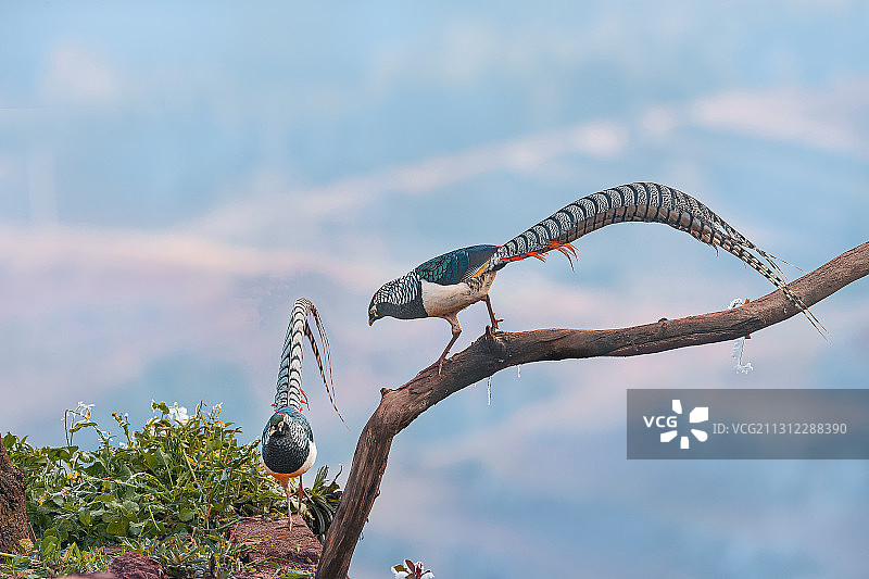 白腹锦鸡图片素材