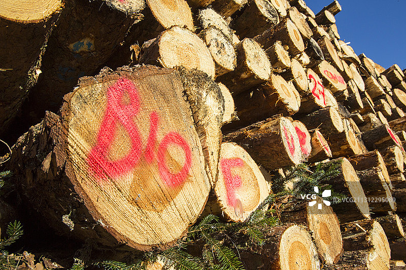 英国湖区格里泽代尔森林中 সদ্য砍伐的木材堆，将用作生物燃料电站的生物燃料图片素材