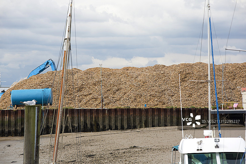 英国埃塞克斯郡布莱特灵西港边的生物燃料木片图片素材
