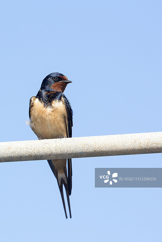 希腊锡沃塔的家燕图片素材
