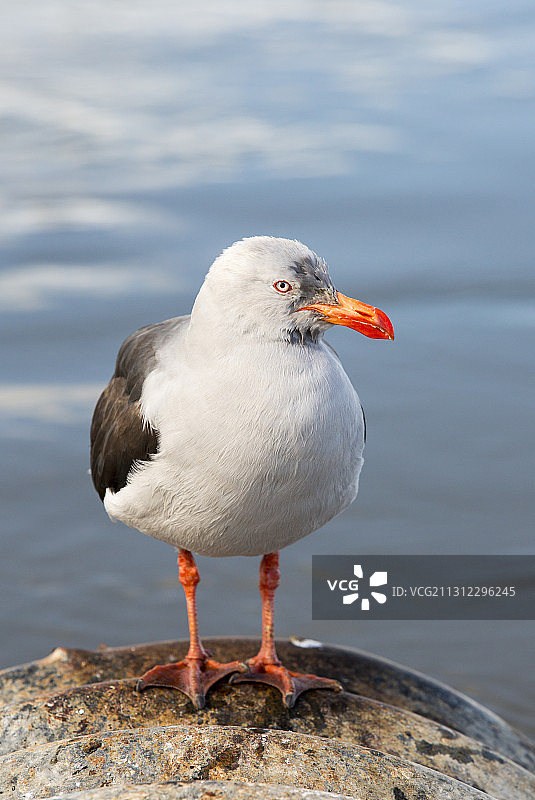 阿根廷火地岛乌斯怀亚的南美海鸥图片素材