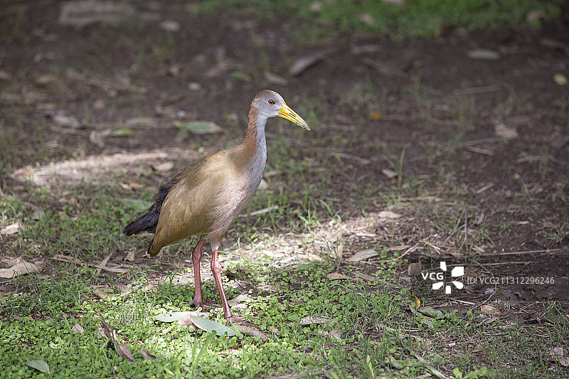 在阿根廷布宜诺斯艾利斯，拉普拉塔河岸边的科斯塔内拉苏尔自然保护区里的一只巨型林 rail图片素材