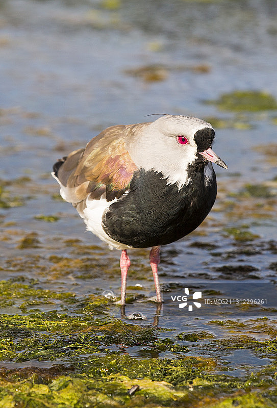 阿根廷火地岛乌斯怀亚的距翅麦鸡图片素材