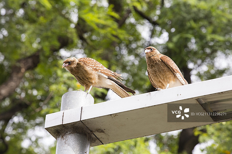阿根廷布宜诺斯艾利斯河畔的米尔瓦戈图片素材