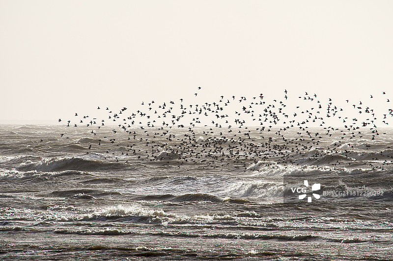 红腹滨鹬，在英国坎布里亚郡莫克姆湾盐沼上聚集图片素材