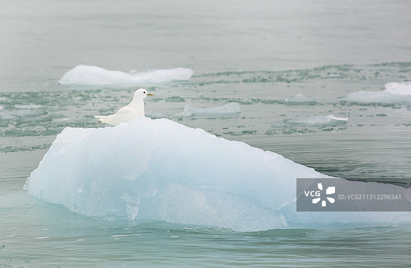 北极斯瓦尔巴群岛冰山上的象牙鸥，一种罕见的鸟类，以海冰栖息地为生，经常从北极熊的猎物中觅食。由于气候变化迅速减少了海冰面积，这图片素材