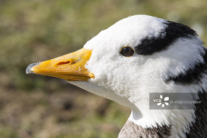 在英国坎布里亚Grange Sands野生禽湖上的斑头雁图片素材