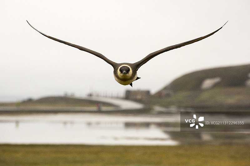 长yearbyen岛斯瓦尔巴群岛的贼鸥攻击入侵者图片素材