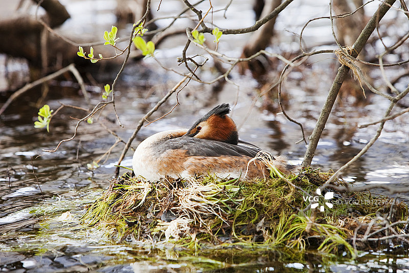 英国湖区巴特米尔湖上巢穴中的凤头䴙䴘图片素材