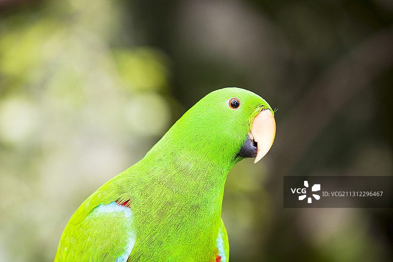 澳大利亚昆士兰州，雄性折衷鹦鹉图片素材