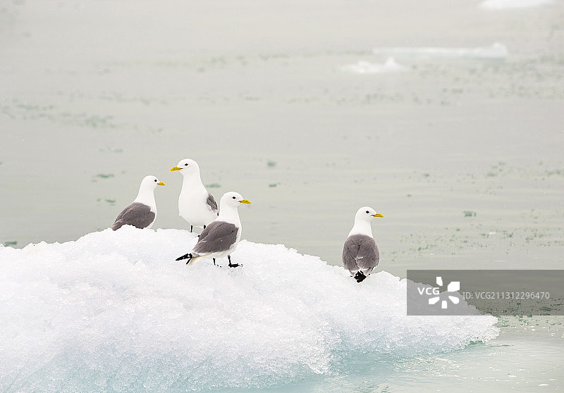 黑腿三趾鸥站在北极斯瓦尔巴德的冰山上图片素材