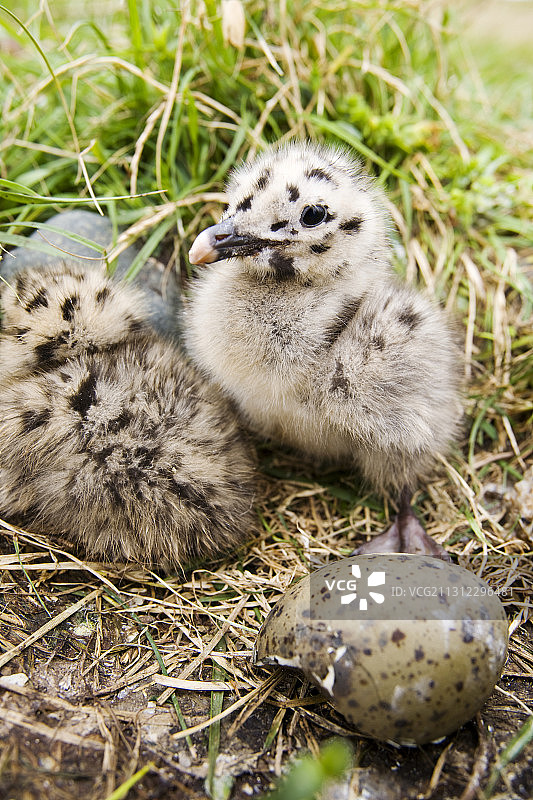 在英国坎布里亚郡巴罗因弗内斯附近的沃尔尼岛上筑巢的小黑背鸥图片素材