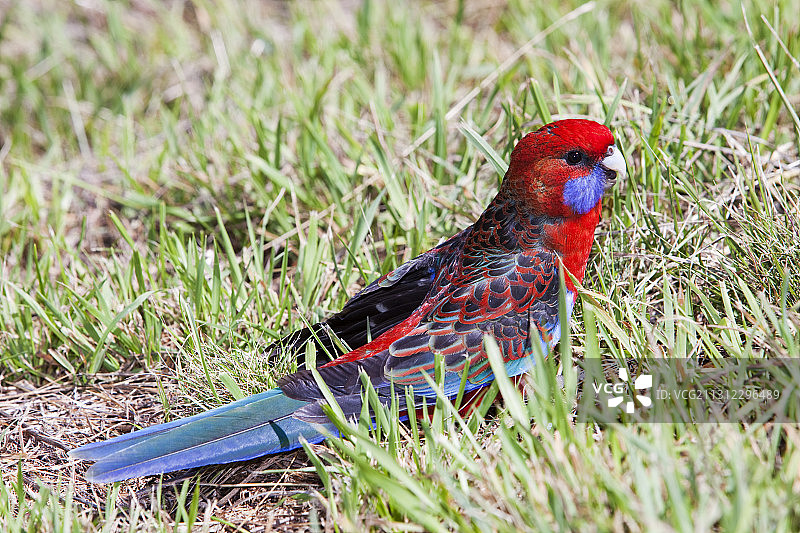 澳大利亚雪山上的深红玫瑰鹦鹉图片素材