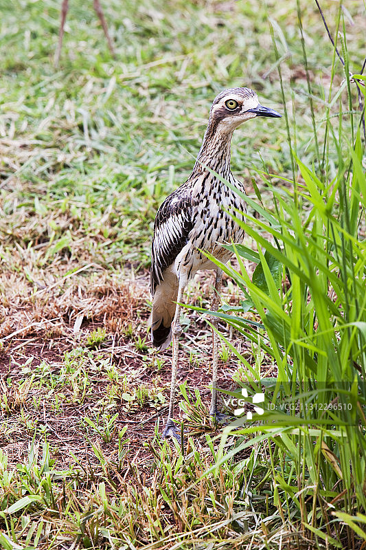 澳洲昆士兰高原上的澳洲石鸻图片素材