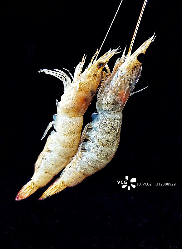 对虾图片素材