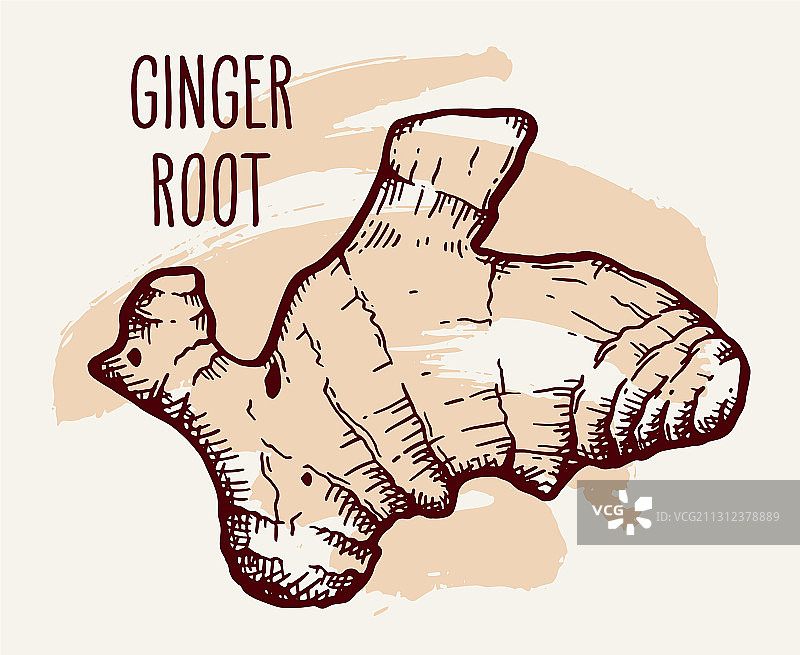手绘姜根图片素材