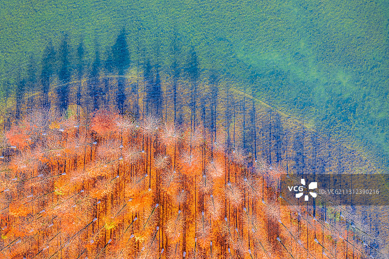 水杉之晨图片素材