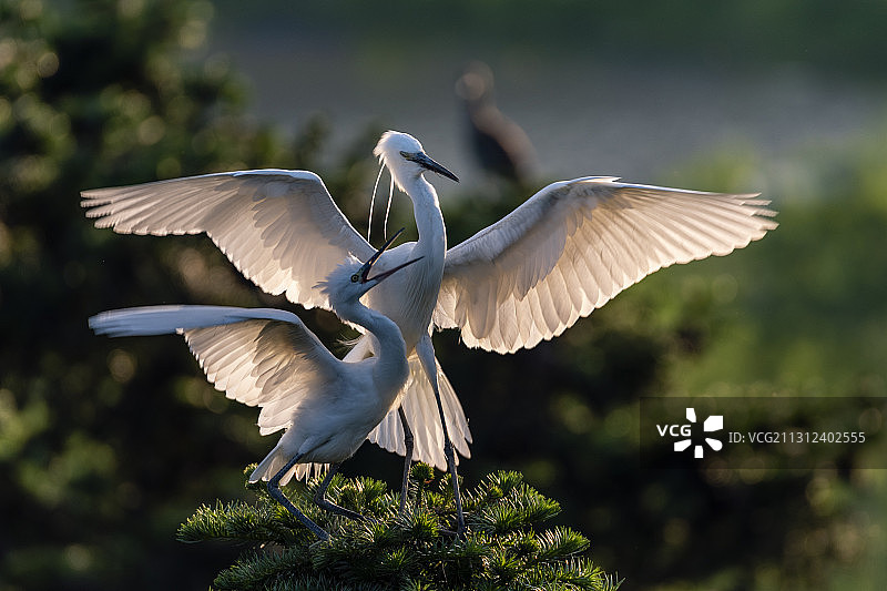 比翼双飞图片素材