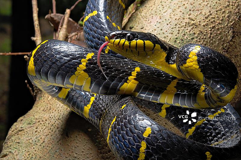 红树林蛇，泰国，亚洲图片素材