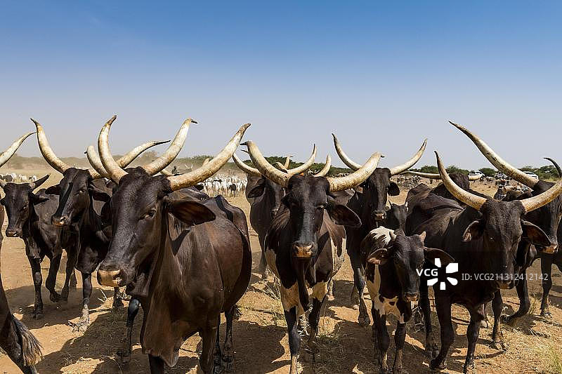 尼日尔萨赫勒地区游牧民族的大篷车图片素材