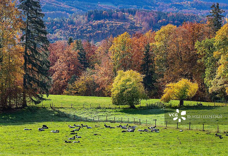 秋季风景：古格尔霍尔附近的绵羊牧场，慕尔瑙，蓝色土地，上巴伐利亚，巴伐利亚，德国，欧洲图片素材