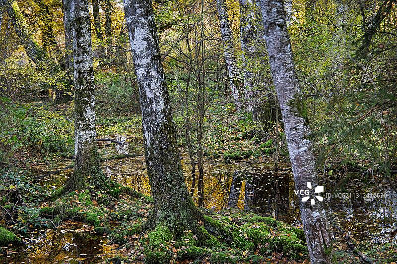 施塔费尔湖附近的荒地，位于德国巴伐利亚州上巴伐利亚图片素材