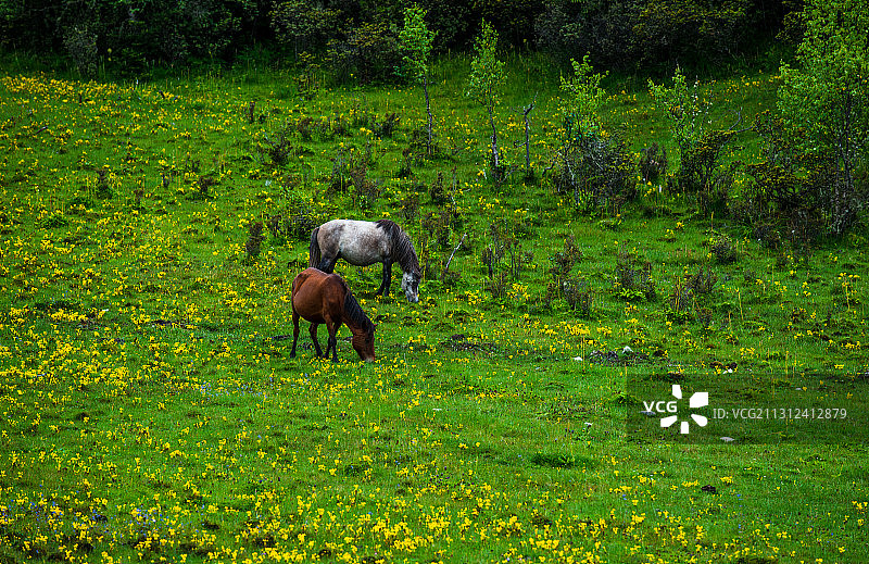 最美小镇-鲁朗田园风光图片素材