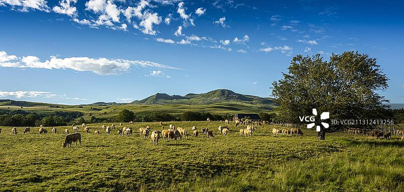法国奥布拉克牛群和桑西山地，奥弗涅火山自然公园图片素材