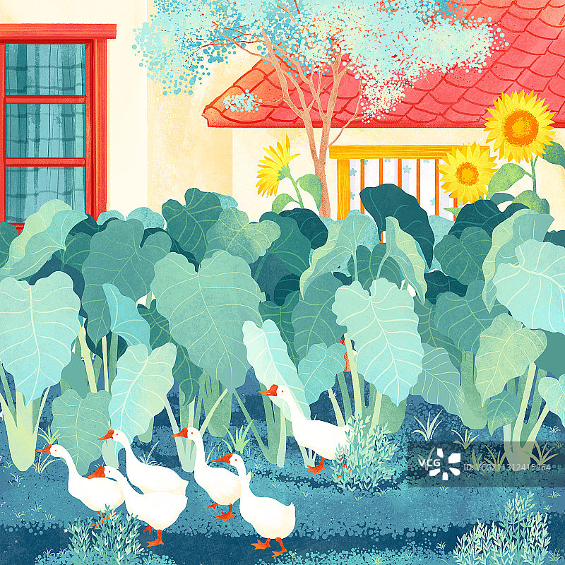 八月处暑芋头叶向日葵大白鹅插画图片素材
