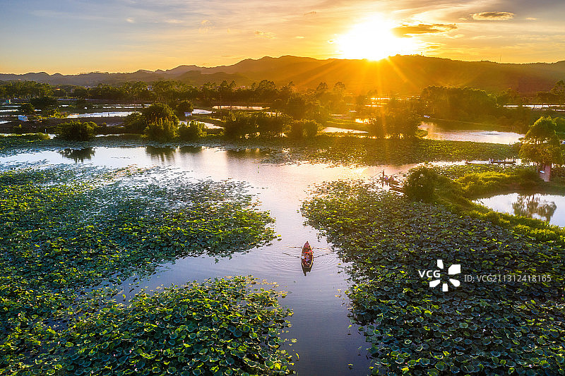 古劳水乡荷花世界图片素材