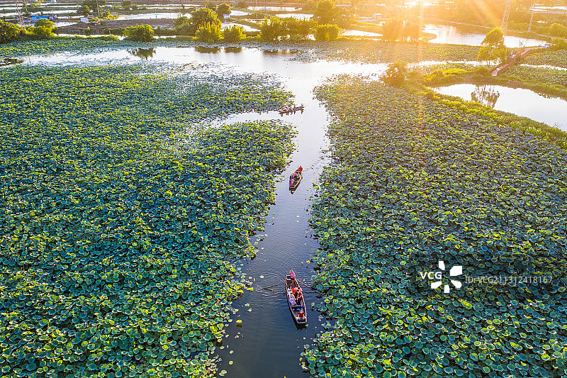 古劳水乡荷花世界图片素材