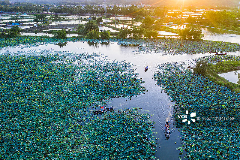 古劳水乡荷花世界图片素材