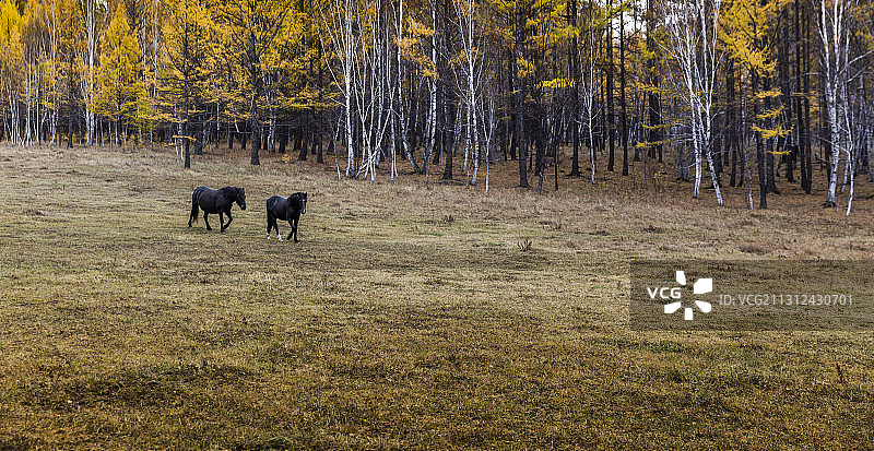 阿尔山秋色图片素材
