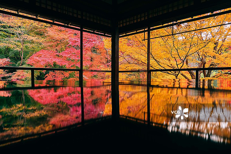 去年冬月在岛国看枫 今年冬月 他们已经封了图片素材