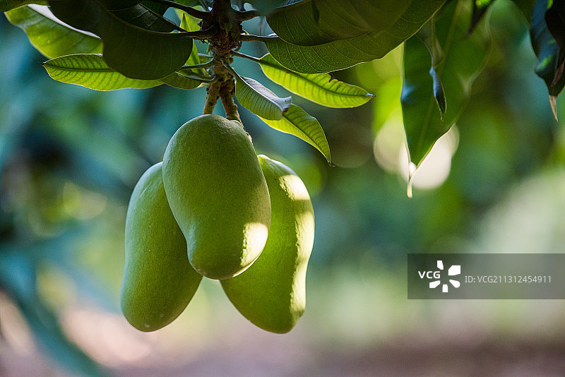 海南芒果 台芒图片素材