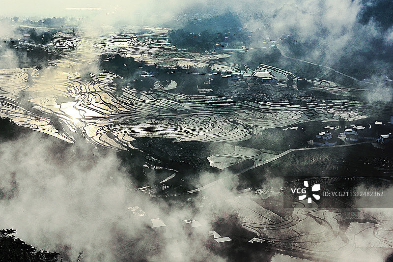 生紫烟图片素材