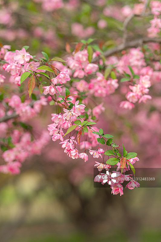 春天城市里盛开的粉色海棠花图片素材