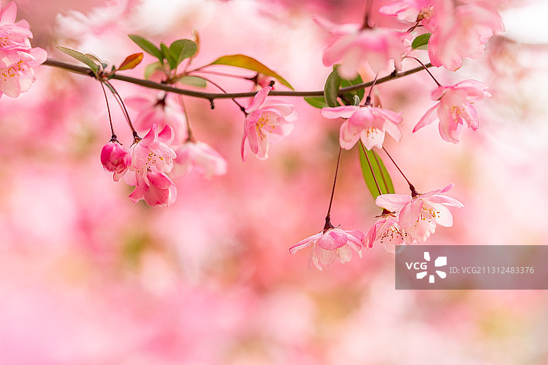 春天城市里盛开的粉色海棠花图片素材