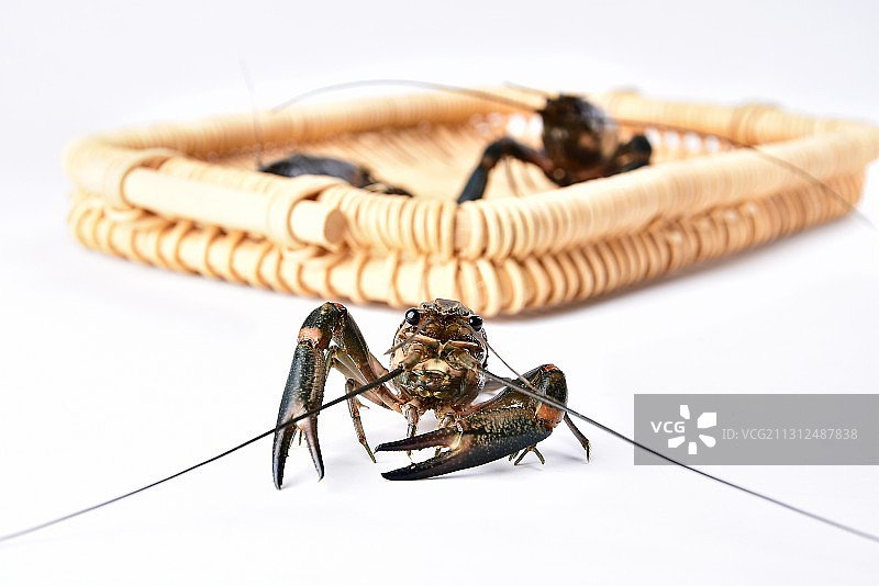 小龙虾图片素材