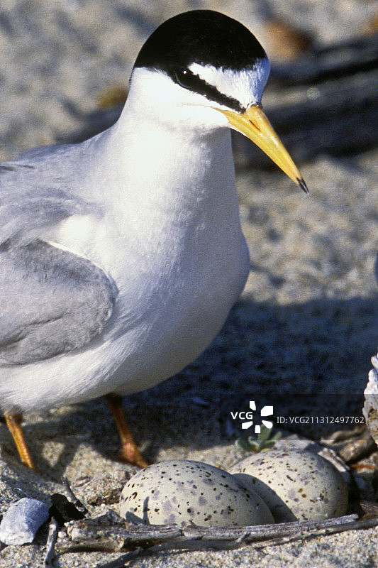 海滩上产卵的加州小燕鸥特写图片素材