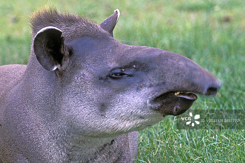 巴西貘特写图片素材