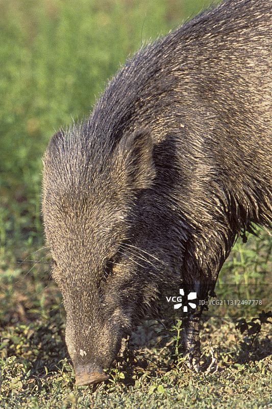 领西貒近距离觅食图片素材