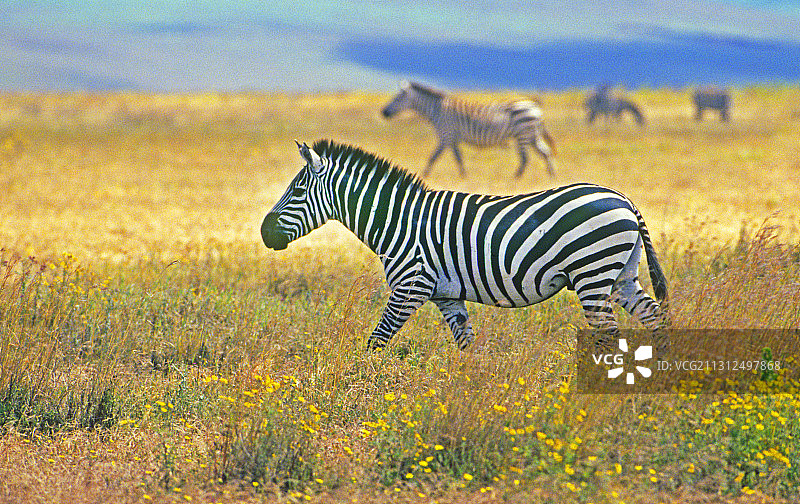 Safari上的非洲斑马图片素材