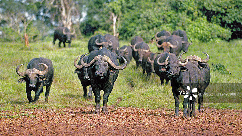 非洲水牛图片素材