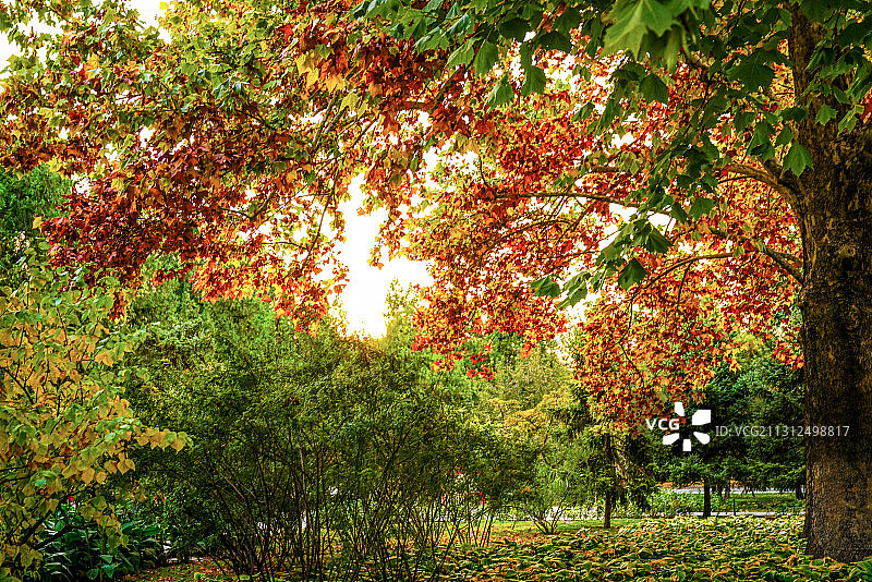 地坛公园银杏树（7）2020-10-28图片素材