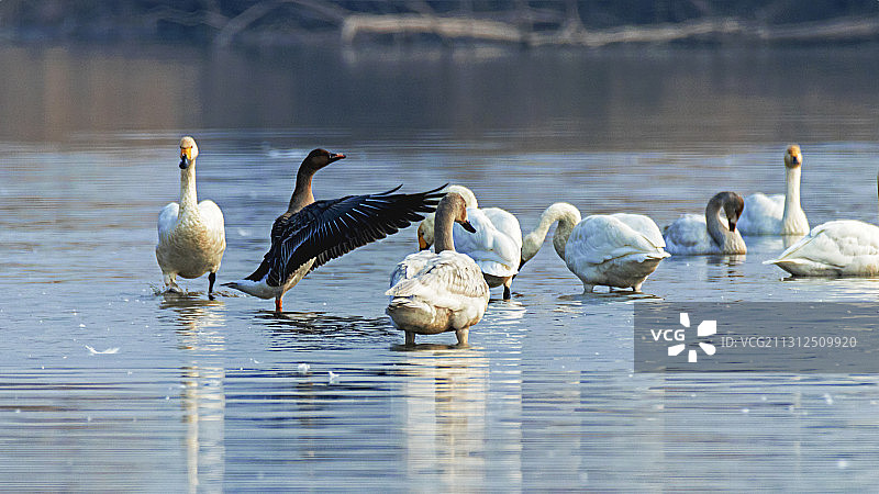 大雁当领舞图片素材