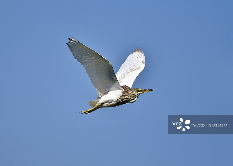 蓝天下飞翔的冬羽池鹭图片素材