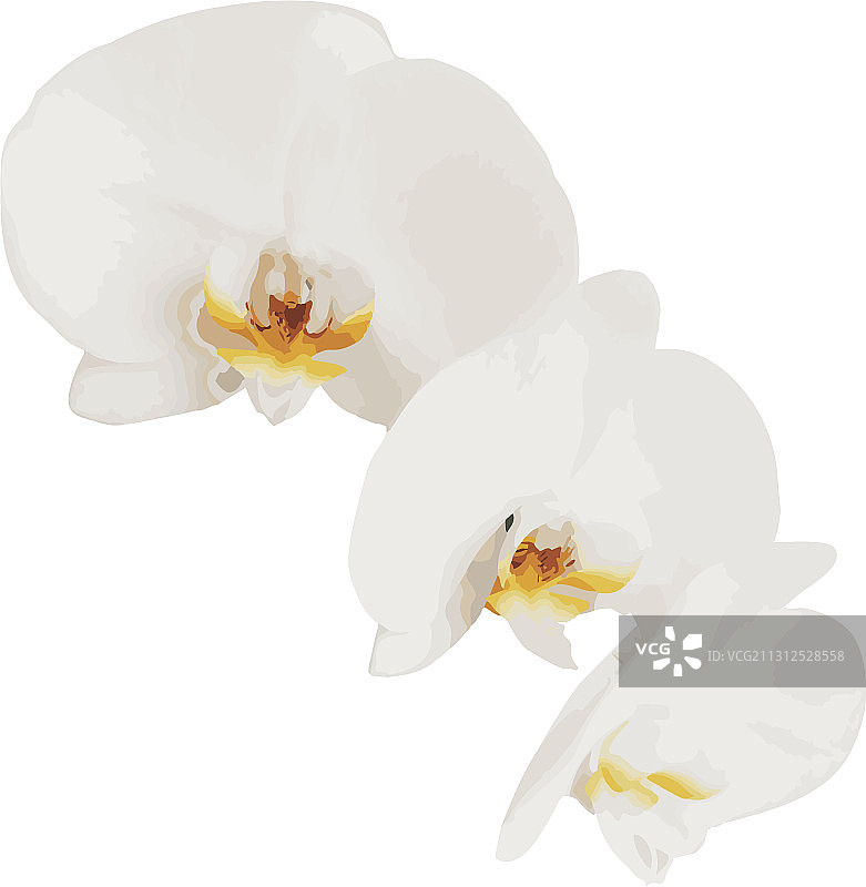 白色虎鲸图片素材