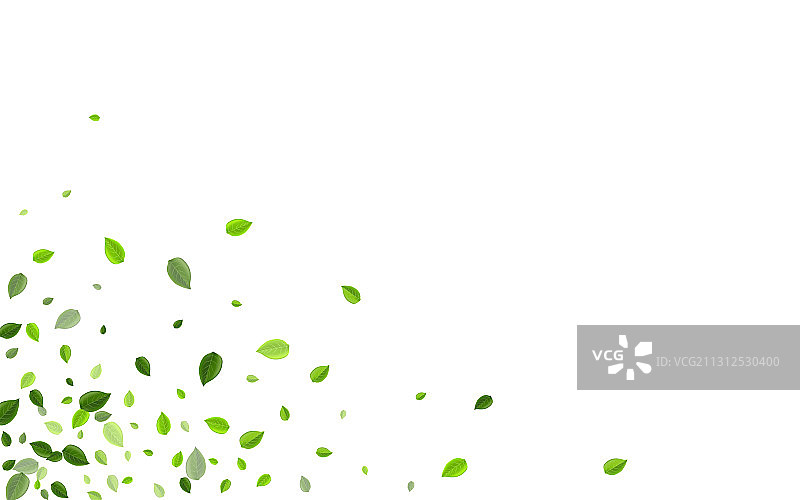 透明青柠叶图片素材