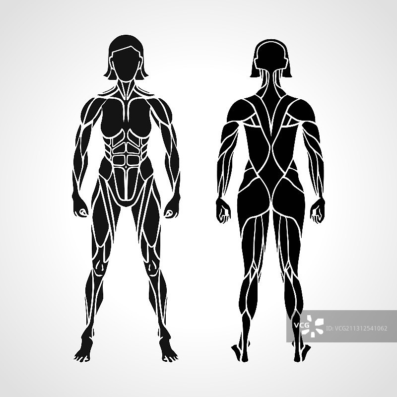 女性肌肉系统结构与锻炼图片素材
